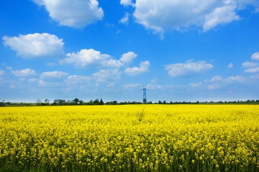 blue sky and yellow field