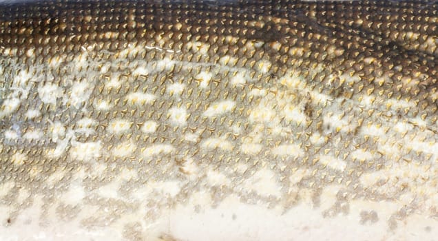 scales of pike as a background
