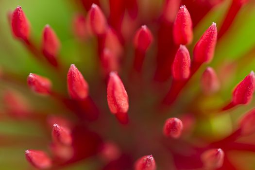 extreme close up of red ixora flower in the morning light with green blurry background