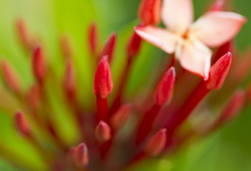 extreme close up of red ixora flower in the morning light with green blurry background