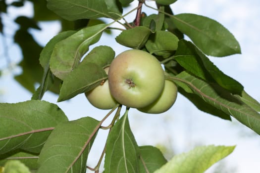 apples on the tree