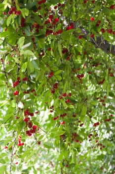 cherries on the tree