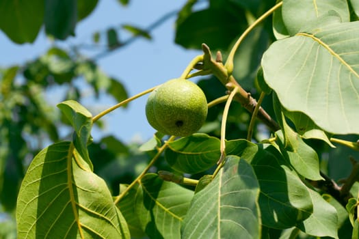 Green walnuts 