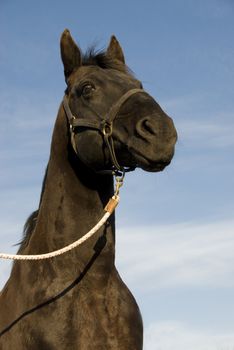 portrait of a black stallion in a blue sky