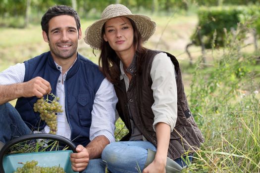 Couple picking grapes in a vineyard