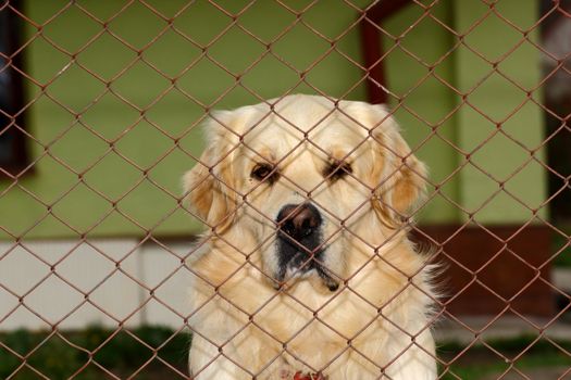sad dog being closed in its pen