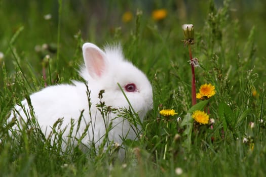 cute white dwarf bunny