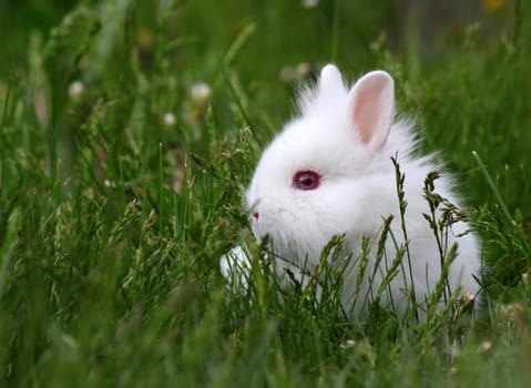 dwarf white bunny