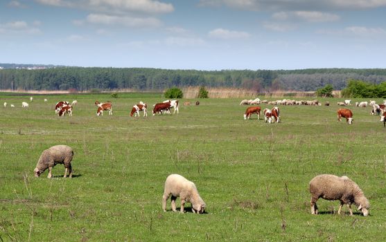 farm animals in pasture