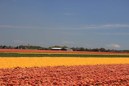 Various colors of tulips growing on fields, flower bulb industry