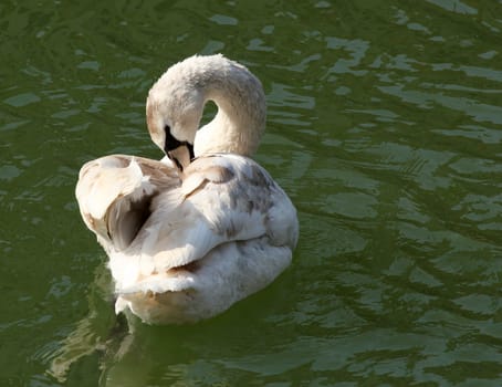 swan on green water lake