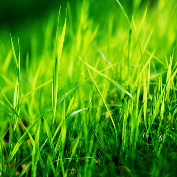 green grass macro close up