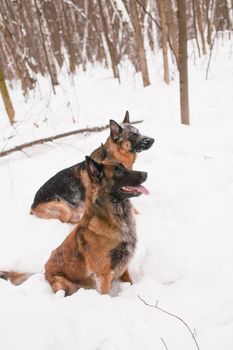 A belgian and a german shepherds sitting in snow
