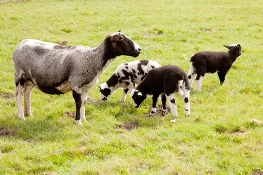 grey sheep with three flecked lambs in meadow