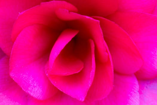Close up of a pink rose flower