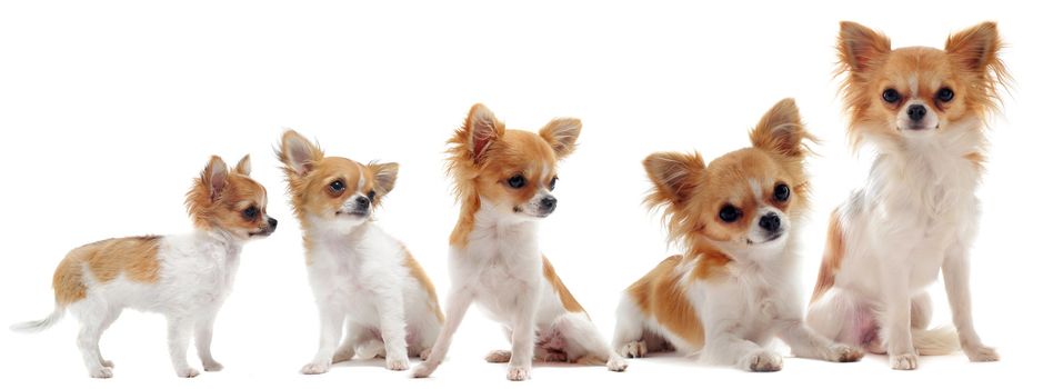 growth of  purebred  chihuahua in front of white background between three month and one year