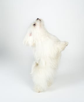 White Dog isolated on white background