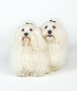 White Dogs isolated on white background