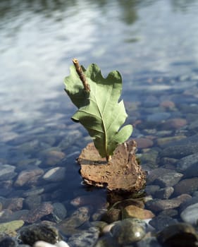 Bark Boat in the water close up