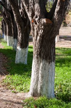 number of trees in the park