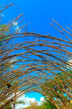 Bamboo trees grow up to blue sky and cross each other.