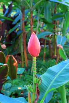 Banana flower eaten as delicious vegetable, Banana tree with a bunch of bananas.