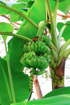 Close up shot of a Banana tree with a bunch of bananas.