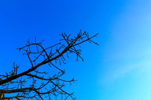 Branches under the blue sky.