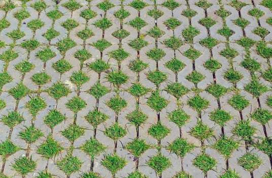 Old brick floor and green grass in hole.