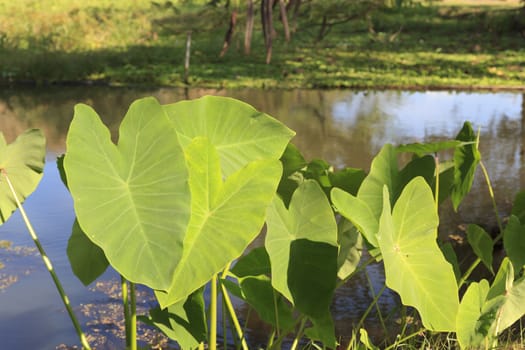 elephant ear plant with heart shape.