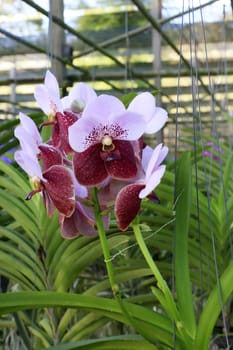 Orchid species of Vanda with crimson color.