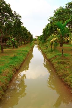 Rural landscape with ditch and mango trees.