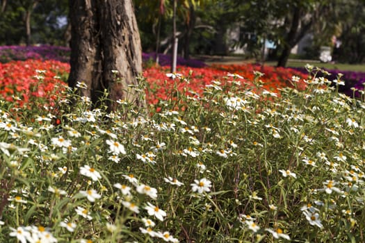 Close up view of flower in the garden.