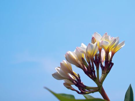 Branch of tropical flowers frangipani (Plumeria) with blue sky