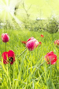 Spring tulips over garden in green grass