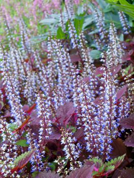 Colorful field of coleus flowers with shallow DoF(depth of field), Solenostemon scutellarioides common name Coleus, Flame Nettle, Painted Nettle