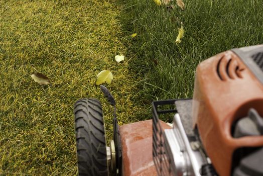 cutting the grass in late fall before winter with lawnmower