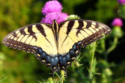 Tiger Swallowtail (Papilio glaucus) on a flower at Castle Rock State Park of northern Illinois.