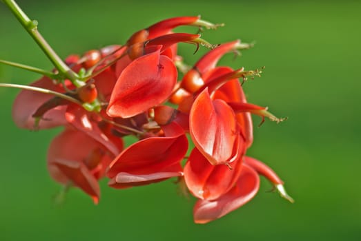 It's scientific name is called Erythrina crista-galli