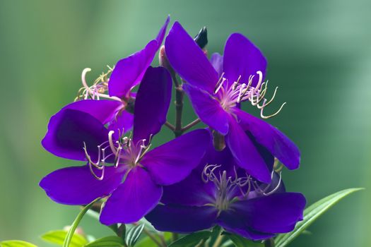 It's scientific name is called Tibouchina semidecandra