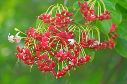 Its petals from white to red.  fragrant