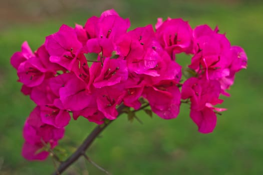 Its scientific name is Bougainvillea Spestabili