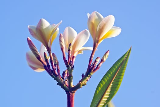 Silhouetted against the blue sky background with  White frangipani , exceptionally bright