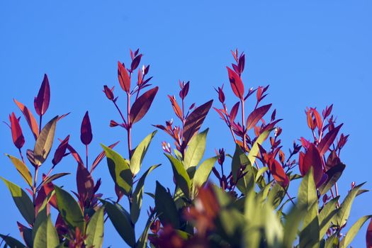 Its new leaves are red, and very beautiful