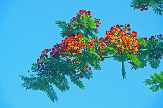 Blue sky, red flowers and green leaves, strong color contrast