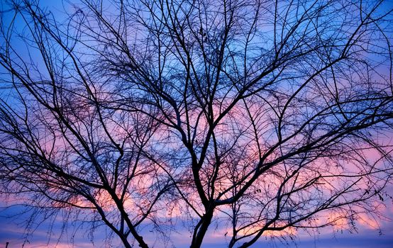 A silhouette of a nearly barren tree is superimposed on a pink and blue sunset wih coulds