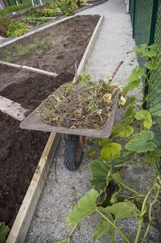 Wheelbarrow with Garden Waste outdoor