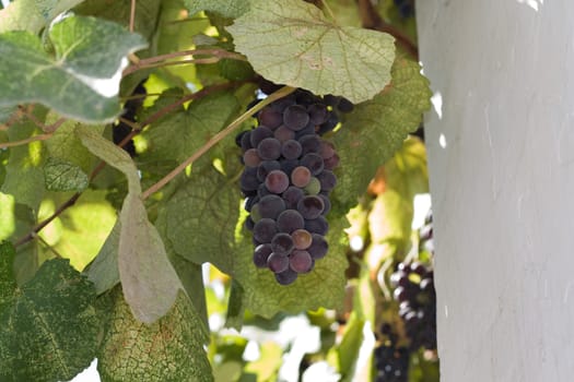 Purple grapes growing on vine 