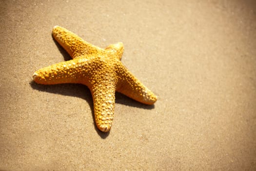 starfish on the beach