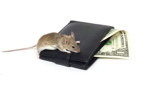 mouse and the dollar on a white background